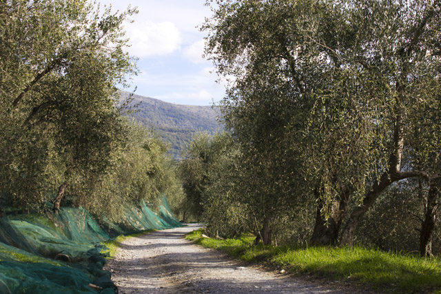 la strada che collega Caravonica ad Aurigo, campagna detta Vallone