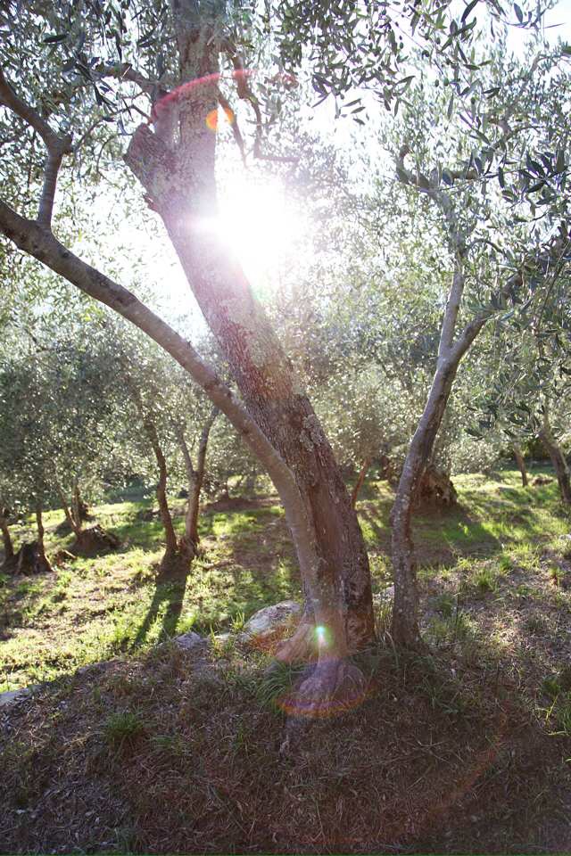 Alberi d'olivo in Aurigo