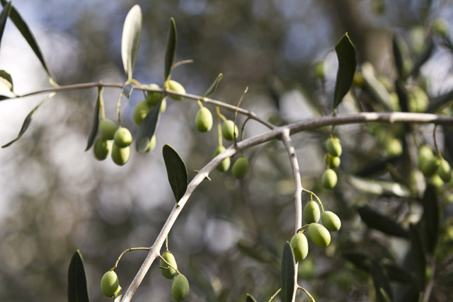 Taggiasca olives still green