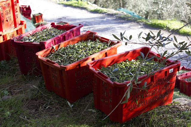 olive raccolte nelle casse da due quarte