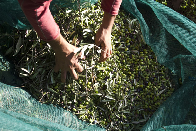 pulizia olive taggiasche nei mucchi sulle reti