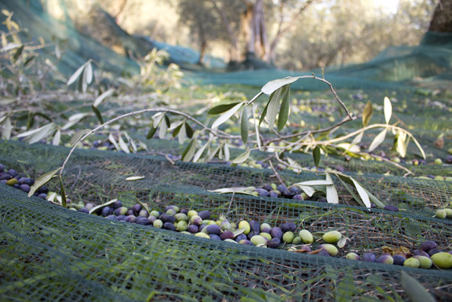 olive taggiasche sulle reti in Liguria