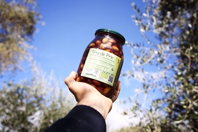 olive in salamoia biologiche taggiasche tera de prie, teradeprie