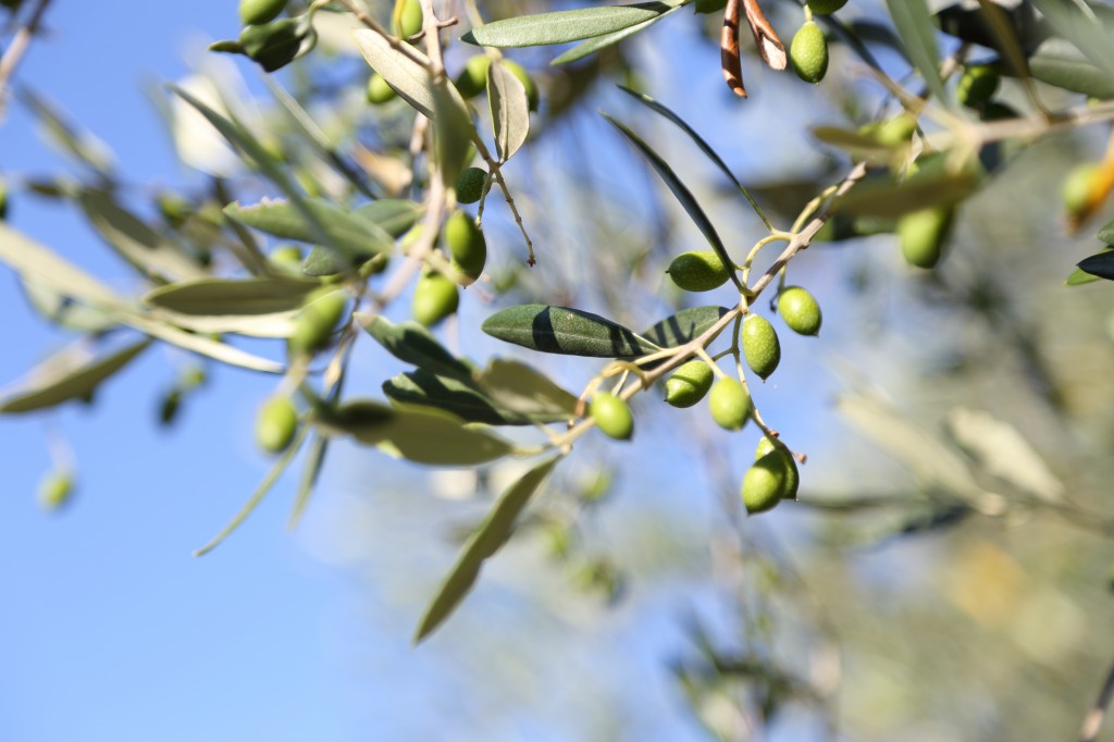olive taggiasche nella fase di indurimento del nocciolo