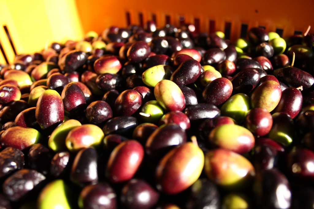 olive taggiasche nella cassetta