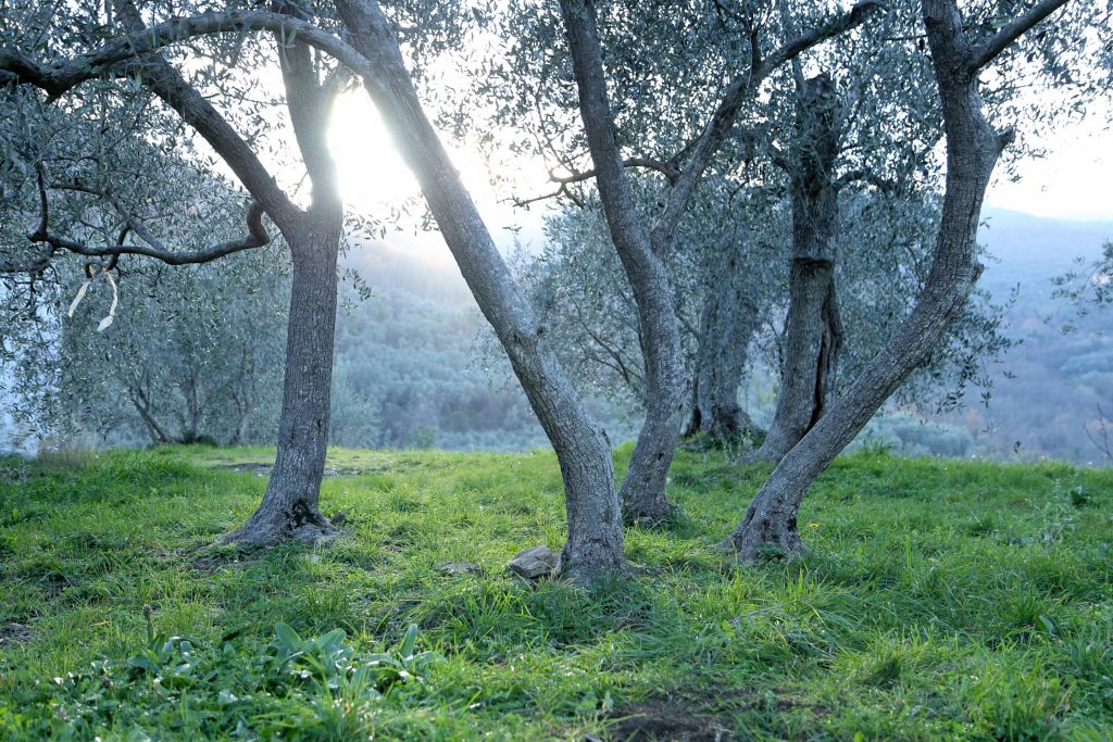 oliveti secolari in Liguria di Ponente
