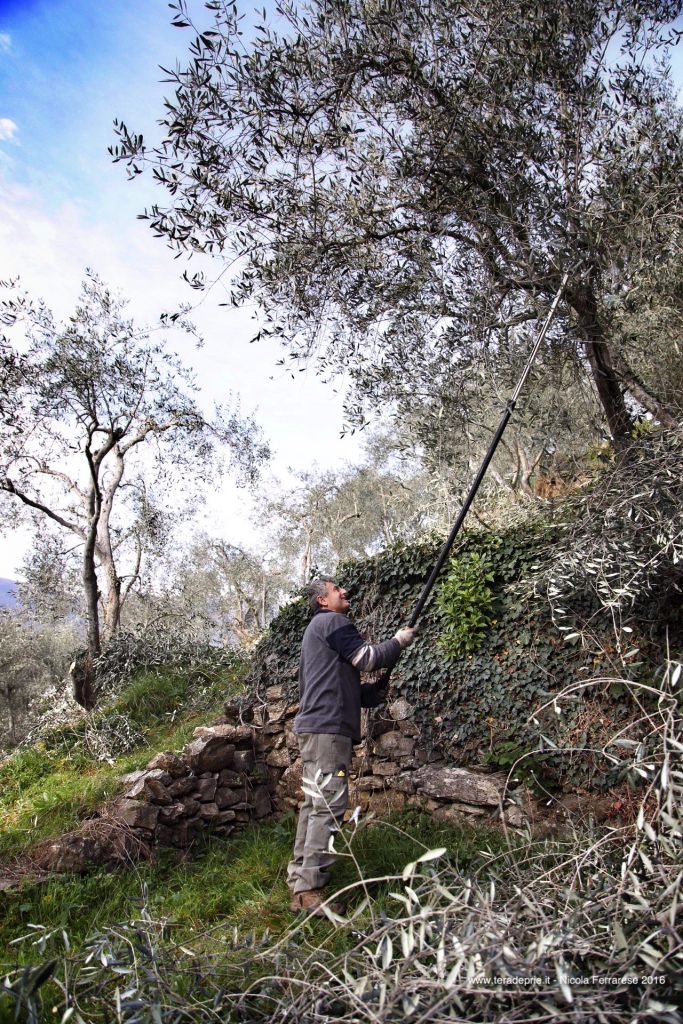 Ilmi e la potatura fine nell'oliveto di varietà taggiasca biologico