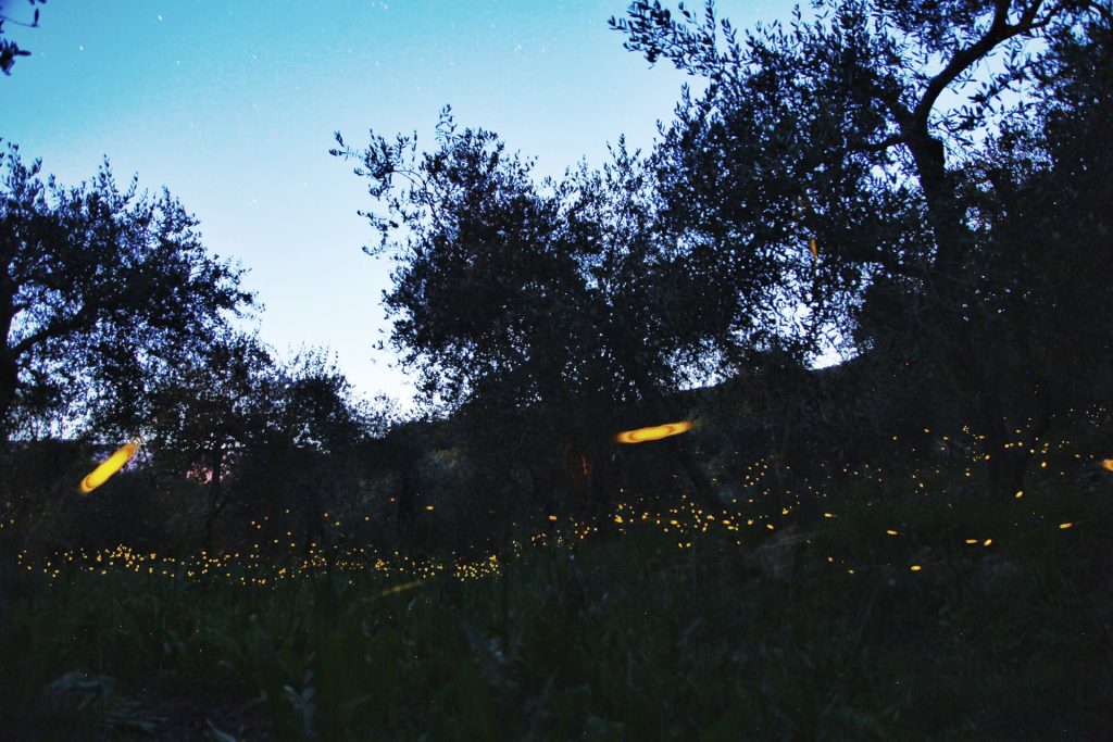 Lucciole tra gli olivi in campagna di notte, foto in lunga esposizione