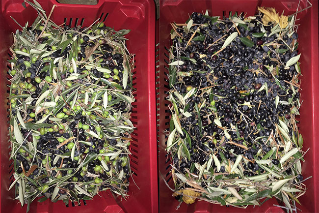 Olive taggiasche a confronto con trattamento di caolino