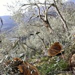 oliveto in fase di potatura nella Valle Impero
