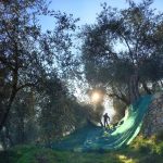Raccolta delle olive taggiasche in Liguria