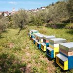 Miele biologico Imperia