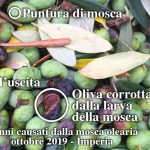 danni da mosca olearia sulle olive taggiasche raccolto 2019