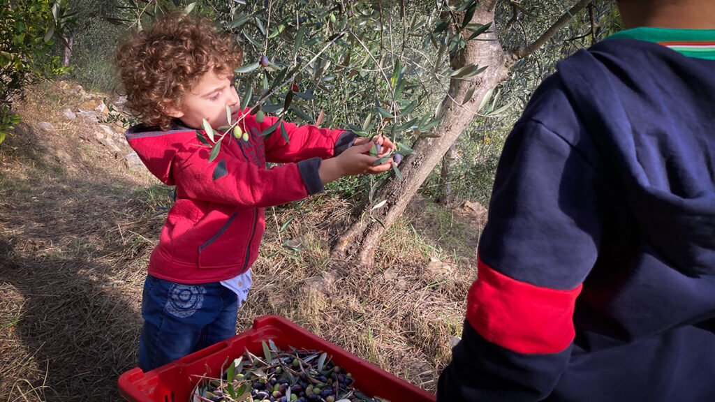 raccolta olive taggiasche biologiche